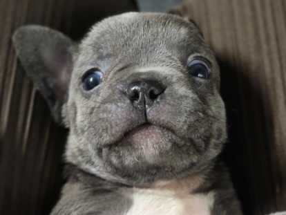 Chiots Bouledogue Français à vendre