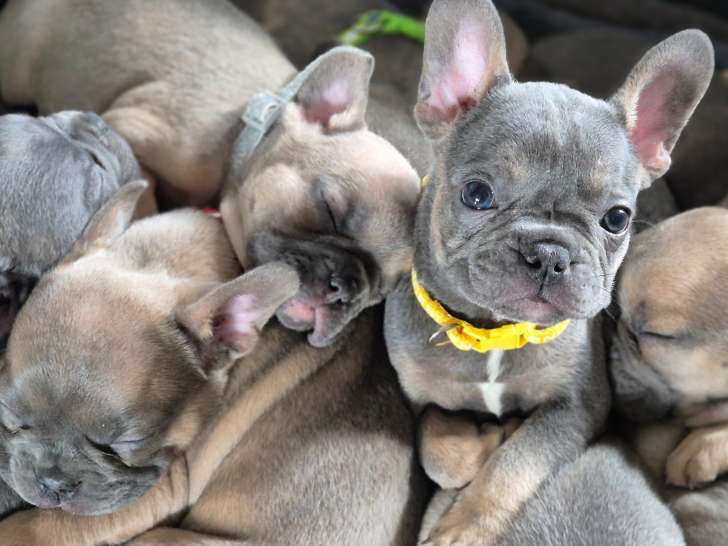 Chiots Bouledogue Français à vendre