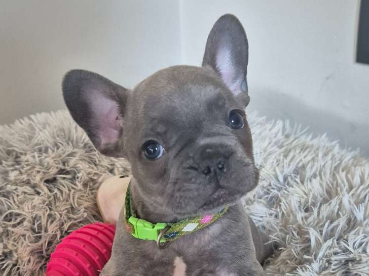 Chiots Bouledogue Français à vendre