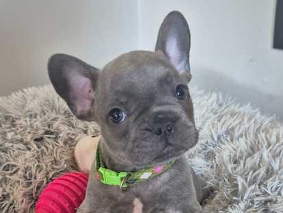 Chiots Bouledogue Français à vendre