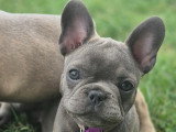 Chiots Bouledogue Français à vendre