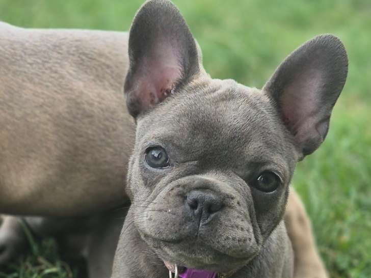 Chiots Bouledogue Français à vendre