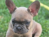 Chiots Bouledogue Français à vendre