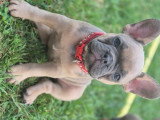 Chiots Bouledogue Français à vendre