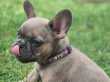 Chiots Bouledogue Français à vendre