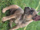 Chiots Bouledogue Français à vendre