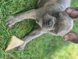 Chiots Bouledogue Français à vendre