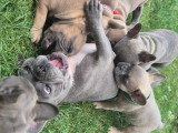 Chiots Bouledogue Français à vendre