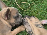 Chiots Bouledogue Français à vendre