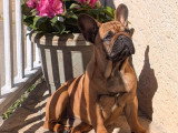 Chiots femelle Bouledogue Francais à vendre