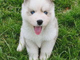 Chiot Pomsky mini F3 à réserver