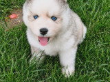 Chiot Pomsky mini F3 à réserver