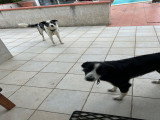 2 Border Collies frère et sœur à donner