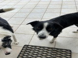 2 Border Collies frère et sœur à donner