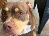 Chien adulte de type American Bully femelle à donner