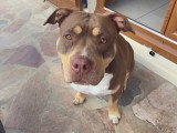 Chien adulte de type American Bully femelle à donner