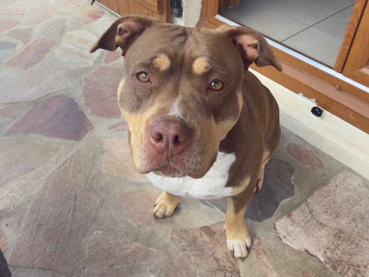 Chien adulte de type American Bully femelle à donner