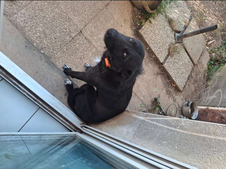 Chien de 2 ans et demi à donner