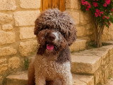 Chiots Lagotto Romagnolo LOF à vendre