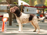 Chiots Lagotto Romagnolo LOF à vendre