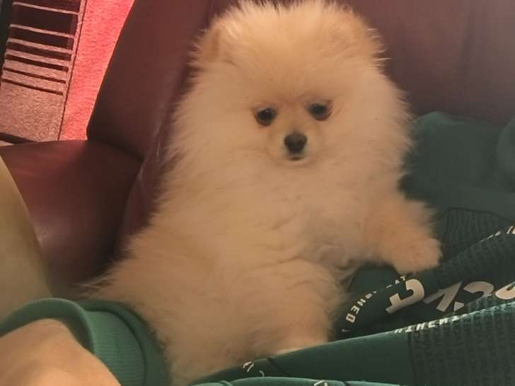 Femelle Loulou de Poméranie de 4 mois très petite à vendre