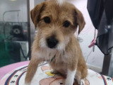 Adorable petite chienne Griffon à adopter en refuge en Chine