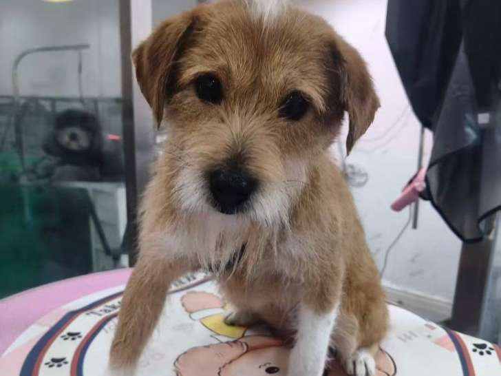 Adorable petite chienne Griffon à adopter en refuge en Chine