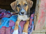 Pong, chiot femelle à adopter en association