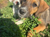 Pong, chiot femelle à adopter en association
