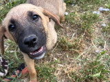 Lailo, chiot à adopter en association