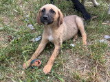 Lailo, chiot à adopter en association