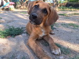 Lailo, chiot à adopter en association