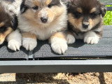 Superbes chiots Colley LOF à vendre