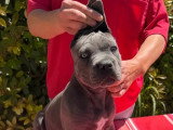 Chiot femelle Cane Corso gris LOF disponible à la vente