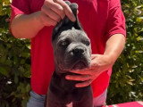 Chiot femelle Cane Corso gris LOF disponible à la vente