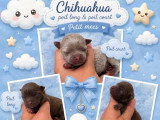 Chiots mâles Chihuahua à poil long et à poil court à vendre