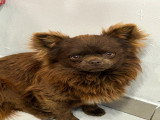Chiots mâles Chihuahua à poil long et à poil court à vendre