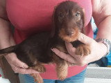 Chiot femelle Teckel Nain Poil Dur chocolat à vendre non LOF