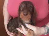 Chiot femelle Teckel Nain Poil Dur chocolat à vendre non LOF