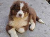 3 chiots Berger Australien rouge tricolore LOF de mars 2026 à vendre