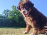 3 chiots Berger Australien rouge tricolore LOF de mars 2026 à vendre
