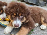 3 chiots Berger Australien rouge tricolore LOF de mars 2026 à vendre