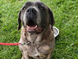 Brutus, mâle Cane Corso de 7 ans à donner
