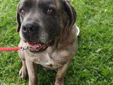 Brutus, mâle Cane Corso de 7 ans à donner