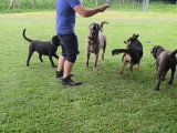 Brutus, mâle Cane Corso de 7 ans à donner