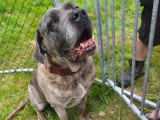 Brutus, mâle Cane Corso de 7 ans à donner