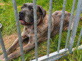 Brutus, mâle Cane Corso de 7 ans à donner