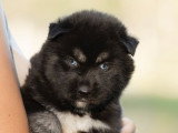 Chiot Husky de Sibérie mâle agouti noir yeux bleus LOF à réserver