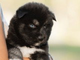 Chiot Husky de Sibérie mâle agouti noir yeux bleus LOF à réserver