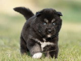Chiot Husky de Sibérie mâle agouti noir yeux bleus LOF à réserver